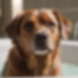 A close-up of a dog enjoying a bath with a special shampoo for mite control