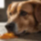 A close-up of a dog showing signs of distress due to vomiting