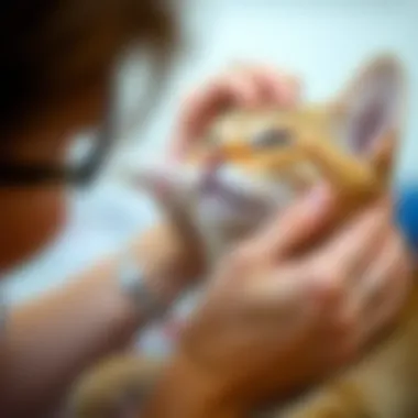 Cat owner applying treatment to their cat's ear