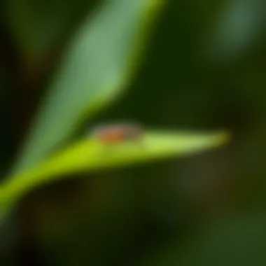 Close-up view of no-see-ums on a leaf