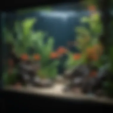 Optimal Aquarium Environment for GloFish A well-maintained aquarium setup for GloFish