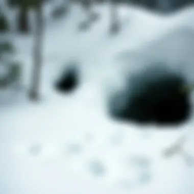 Close-up of grizzly bear tracks in fresh snow, showcasing the location of a hibernation site.