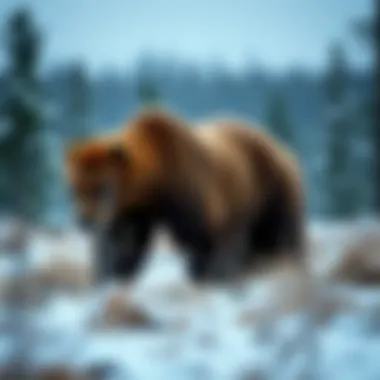 A map highlighting the geographic distribution of grizzly bear hibernation sites across North America.