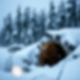 A serene winter landscape featuring a grizzly bear's den nestled among snow-covered trees.