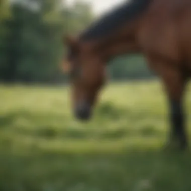 A horse grazing in a lush green field, illustrating the natural habitat for equines.