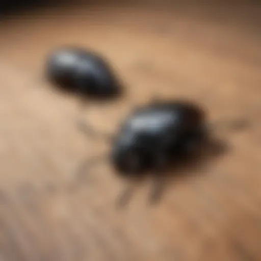 Close-up view of house beetles on a wooden surface