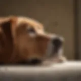 Pet owner observing dog with kennel cough symptoms
