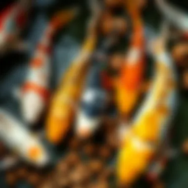 A variety of koi fish treats displayed in a natural setting