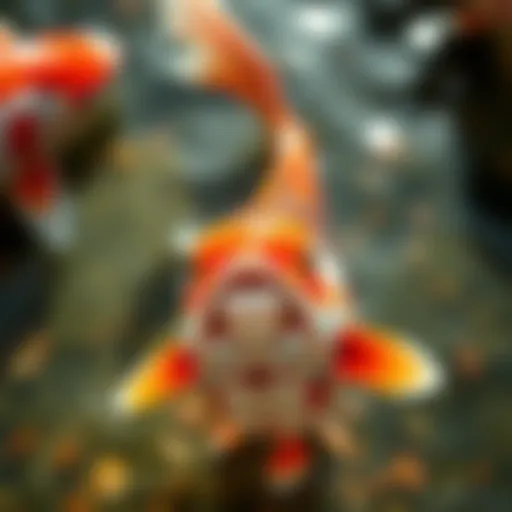 Koi Fish Enjoying Healthy Treats Vibrant koi fish enjoying their specialized treats