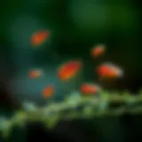 Detailed illustration of the flea life cycle showing various stages.