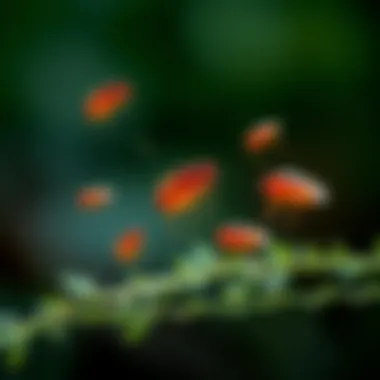 Detailed illustration of the flea life cycle showing various stages.