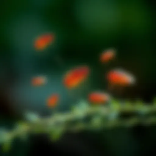 Detailed illustration of the flea life cycle showing various stages.