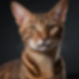 Elegant purebred Savannah cat showcasing its striking coat