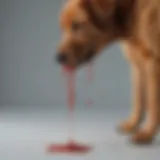 Dog with blood in stool