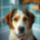 Special dog shampoo ingredients