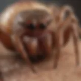 Close-up of a spider bite on skin showcasing swelling and redness