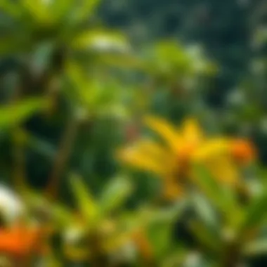 Spider Webs in Hawaiian Nature A lush Hawaiian landscape with spider webs