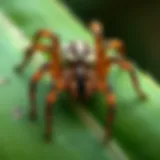Hawaiian Spider Specimen Close-up of a Hawaiian spider on a leaf