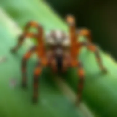 Hawaiian Spider Specimen Close-up of a Hawaiian spider on a leaf