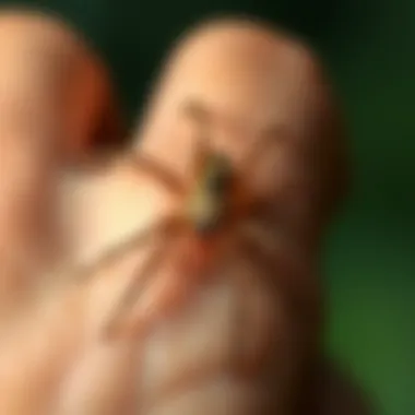 Illustration of Spider Bite Symptoms Symptoms of spider bites illustrated on skin