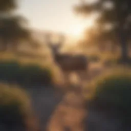 Vast Texas landscape with deer grazing