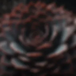 Close-up view of the Black Prince succulent showcasing its dark leaves and rosette shape