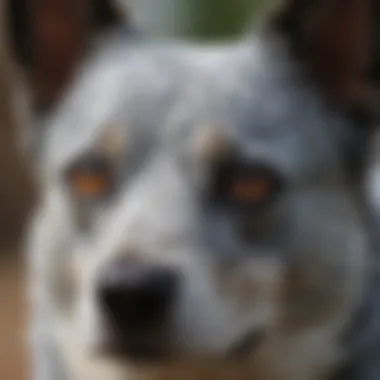 The Intensity of a Blue Heeler's Gaze Close-up of a Blue Heeler's expressive face with bright eyes