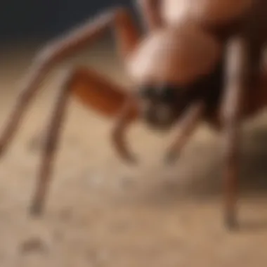 First Aid Response to Brown Recluse Spider Bites Infographic detailing first aid steps for brown recluse spider bites.