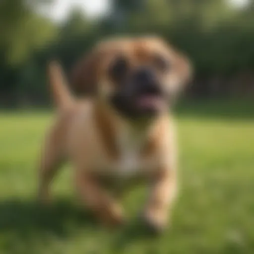 Puggle playing in a grassy field