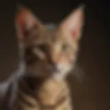Understanding the F1 Savannah Cat: A Comprehensive Guide Introduction