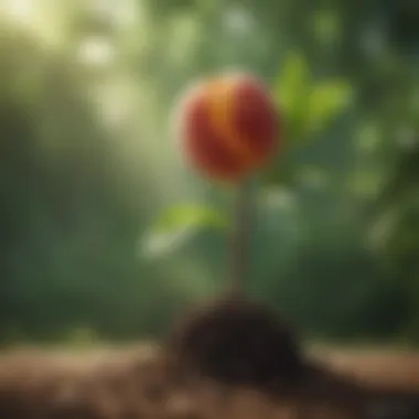 Healthy Peach Sapling Healthy peach sapling thriving in sunlight