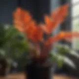 Close-up of a sunlit indoor plant showcasing vibrant foliage
