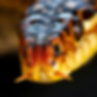 Close-up view of a pit viper showcasing its unique nose structure