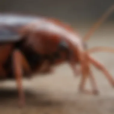 Virginia Cockroach Close-Up Close-up view of the Virginia cockroach showcasing its distinct coloration and features.