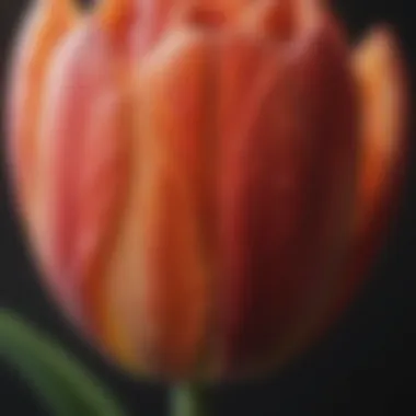 Close-up of tulip petals revealing intricate details and textures.