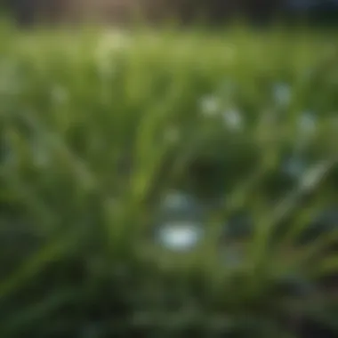 Close-up of water droplets on lush grass