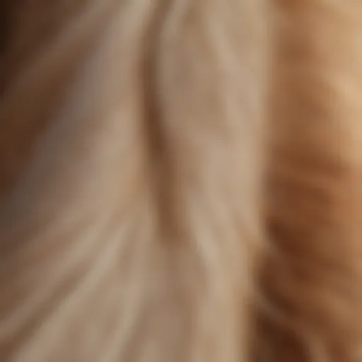 A close-up of a dog's tail showing signs of irritation