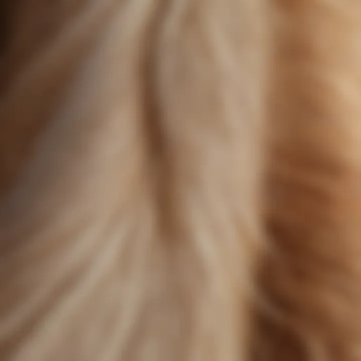 A close-up of a dog's tail showing signs of irritation