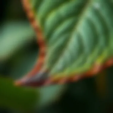 Close-up of Brown Leaf Edges Close-up of a leaf showing brown edges