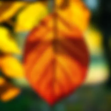 Environmental Factors Influencing Leaf Color Illustration of environmental factors affecting leaf color