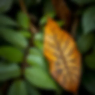 Contrast of Healthy and Brown Leaves Healthy green leaves contrasted with brown leaves