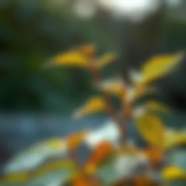 Nutrient Deficiency in Plant Leaves Plant affected by nutrient deficiency with yellow and brown leaves