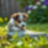 A curious puppy inspecting a rock in a lush green garden.