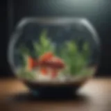 Unique Geometric Fish Bowl