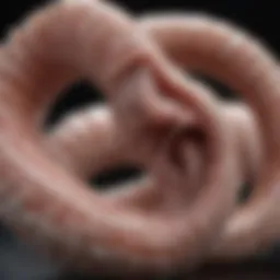 Tapeworm Anatomy Exploration