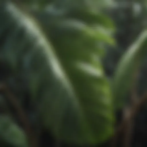 Banana Tree Leaves Unraveled