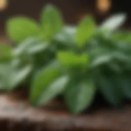 Fresh mint leaves showcasing their vibrant green color