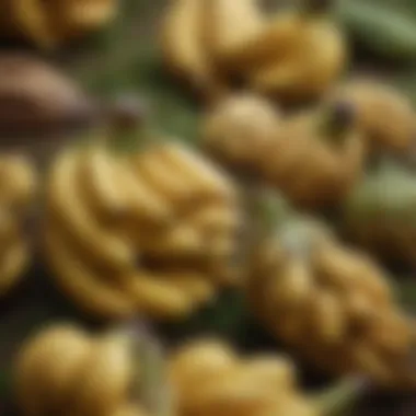 Ripeness Spectrum: Diverse Banana Bunches Banana Bunches Displaying Varied Ripeness