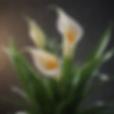 Varieties of Calla Lily Bulbs in Blossom Varieties of Calla Lily Bulbs in Blossom