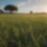 Vibrant Bahia Pasture Grass Seed Field